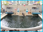 Dolphinarium în Varna, fotografie și video de delfini