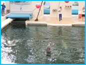 Varna delfinarium, a delfinek fotója és videója