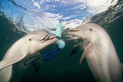 A delfinek gyakorlati tanácsokat nyújtanak egymásnak