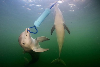 A delfinek gyakorlati tanácsokat nyújtanak egymásnak