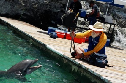 Delfinii își dau reciproc sfaturi practice