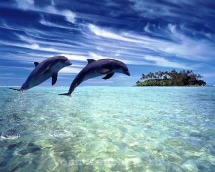 Dolphins de valoarea simbolului Feng Shui