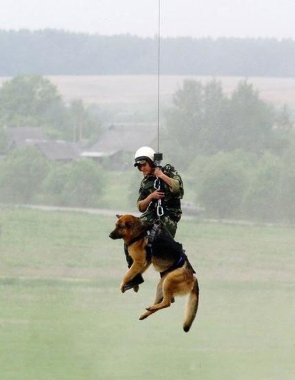 Câinele-câinele pe care câinii noștri îl înțeleg în germană, coboară din elicopter și îl țin pe infractori