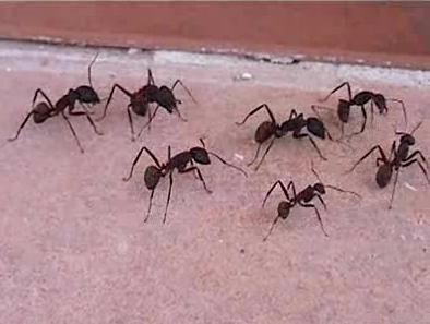 Dăunători acasă cum să se ocupe de furnici