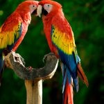 Ház a tenyésztéshez hullámos papagájok követelményeinek fészkelőház, papagájok
