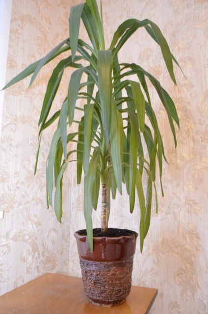 Dracaena, prompter, croton, yucca, syngonium, spathiphyllum, monstera, nolina, recomandări ficus pe