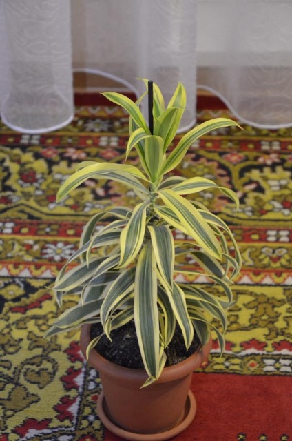 Dracaena, prompter, croton, yucca, syngonium, spathiphyllum, monstera, nolina, recomandări ficus pe