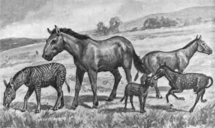 Ősi lóállatok és rokon állatok