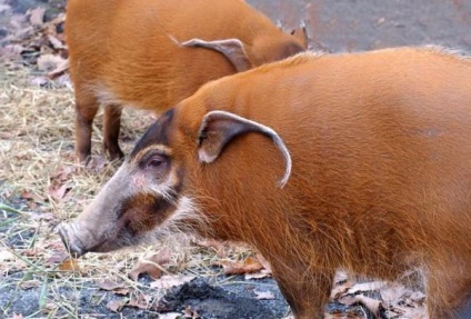 Descriere Duroc de porci, caracteristică