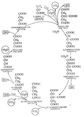 Metabolismul energetic în microorganisme