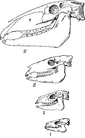 Evoluția calului