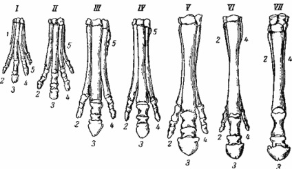 Evoluția calului