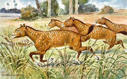 Evoluția familiei de cai (ecvidee), evoluția cailor, precursorii eogilor de cai