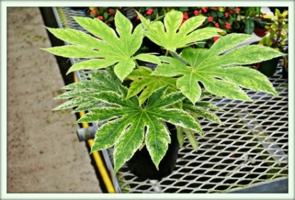 Fatsia (fatsia)