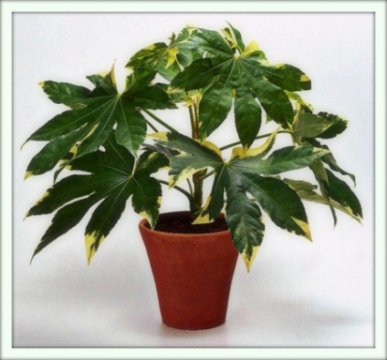 Fatsia (fatsia)