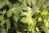 Descrierea și îngrijirea Fatsia - fatsia