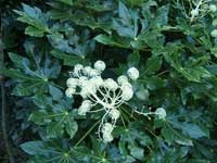 Descrierea și îngrijirea Fatsia - fatsia