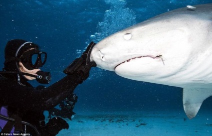 Fotograful a aflat cum arată rechinii tigri din interior