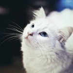 Fotó macskák, vicces képek macskákkal és macskákkal