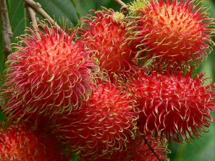 Fructe din Thailanda