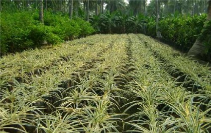 Gimenokallis (pankracium, ismena) plantare, îngrijire și depozitare