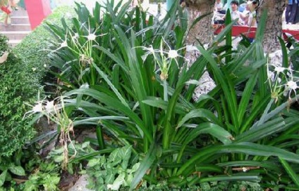 Gimenokallis (pankracium, ismena) plantare, îngrijire și depozitare