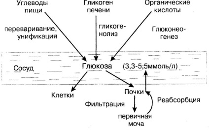 Homeostazia glucozei din sânge - stadopedia