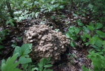 Mushroom ram (grifol curly) fotografie și descriere, beneficiu și rău, unde și când să colecteze, cum