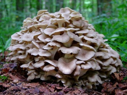 Mushroom ram (grifol curly) fotografie și descriere, beneficiu și rău, unde și când să colecteze, cum