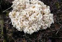 Mushroom ram (grifol curly) fotografie și descriere, beneficiu și rău, unde și când să colecteze, cum