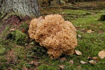 Mushroom ram (grifol curly) fotografie și descriere, beneficiu și rău, unde și când să colecteze, cum