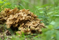 Mushroom ram (grifol curly) fotografie și descriere, beneficiu și rău, unde și când să colecteze, cum