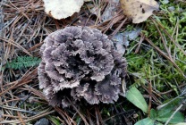 Mushroom ram (grifol curly) fotografie și descriere, beneficiu și rău, unde și când să colecteze, cum