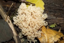 Mushroom ram (grifol curly) fotografie și descriere, beneficiu și rău, unde și când să colecteze, cum