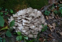 Mushroom ram (grifol curly) fotografie și descriere, beneficiu și rău, unde și când să colecteze, cum