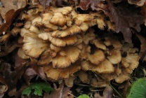 Mushroom ram (grifol curly) fotografie și descriere, beneficiu și rău, unde și când să colecteze, cum