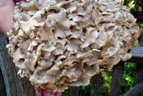 Mushroom ram (grifol curly) fotografie și descriere, beneficiu și rău, unde și când să colecteze, cum