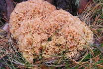 Mushroom ram (grifol curly) fotografie și descriere, beneficiu și rău, unde și când să colecteze, cum