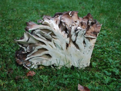 Mushroom ram (grifol curly) fotografie și descriere, beneficiu și rău, unde și când să colecteze, cum