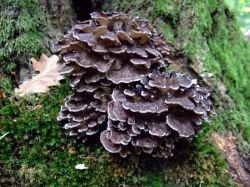 Mushroom ram (grifol curly) fotografie și descriere, beneficiu și rău, unde și când să colecteze, cum