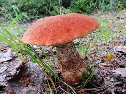 Capul roșu de ciuperci (bolete) arată ca o descriere comestibilă, falsă, unde crește, de ce