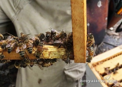 Rágcsálók a méhészetben