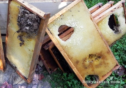 Rágcsálók a méhészetben