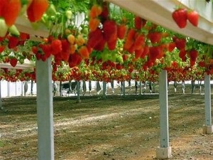 Idee pentru căpșuni în creștere de afaceri pe tot parcursul anului, idei de afaceri de la 0 la profit