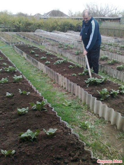 Istoria agriculturii într-o grădină de legume separată