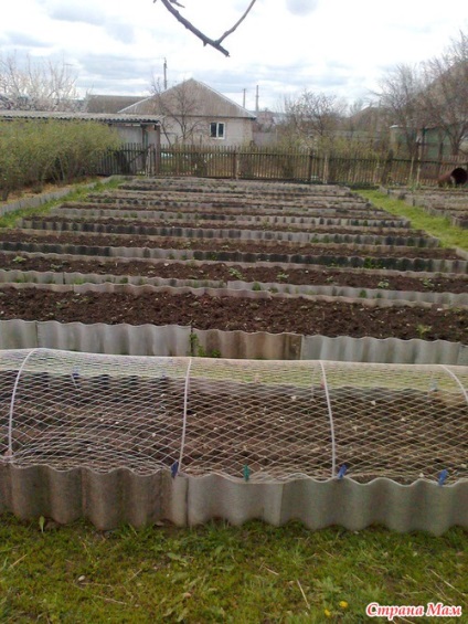 Istoria agriculturii într-o grădină de legume separată