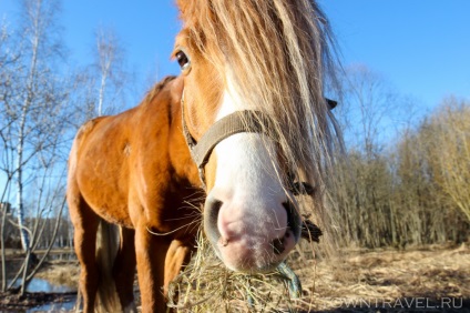 Istra utazik Oroszország városaiban