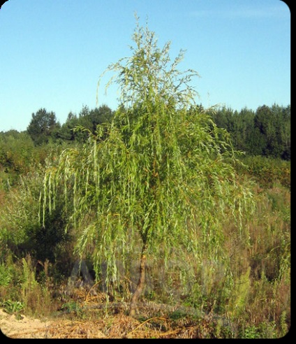 Willow plângând