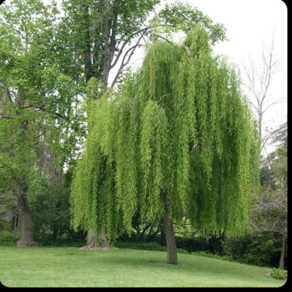 Willow plângând