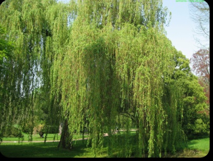 Willow plângând